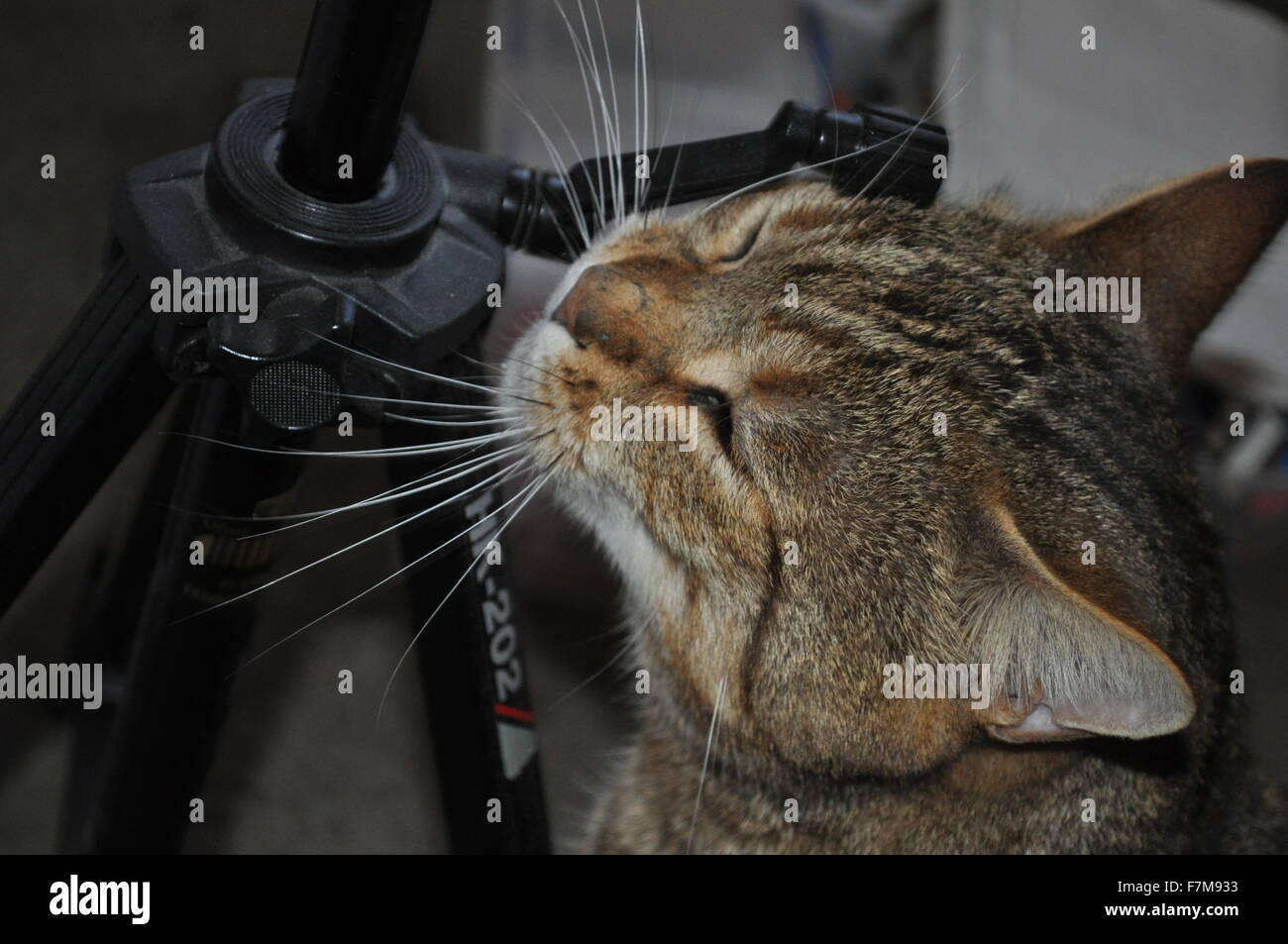 A large ginger tabby cat rubbing his face on a tripod Stock Photo Alamy
