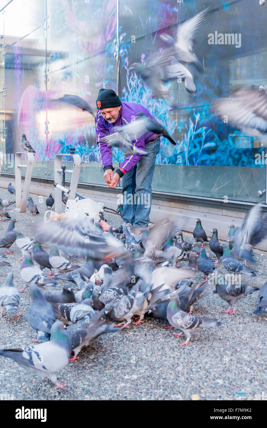 Man feeding pigeons, Granville Street, Vancouver, British Columbia, Canada, Stock Photo