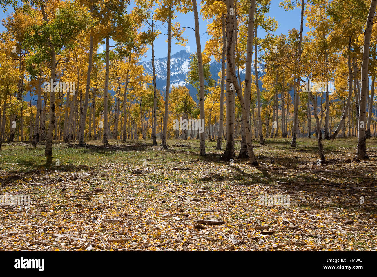 Aspen trees change color on Hastings Mesa, Ridgeway Colorado Stock