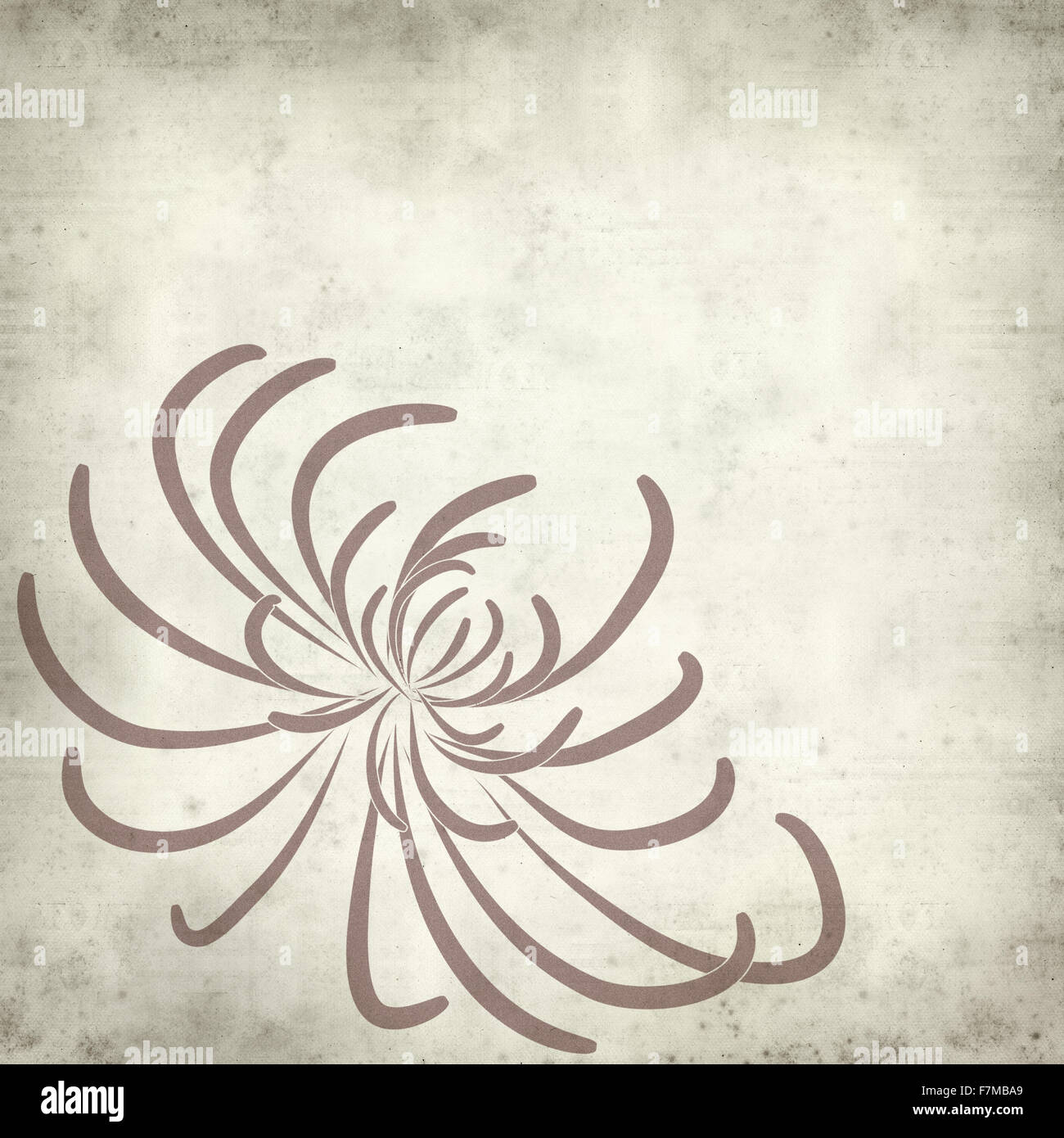 textured old paper background with spider chrysanthemum illustration