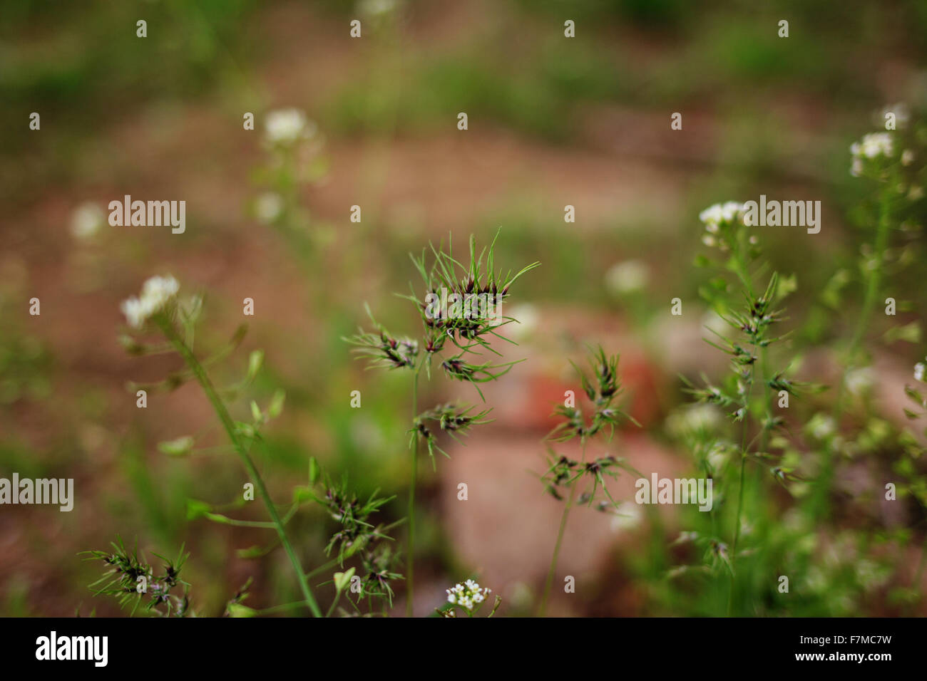The ovary of the flower. Spring flowering. Wild plants Stock Photo Alamy