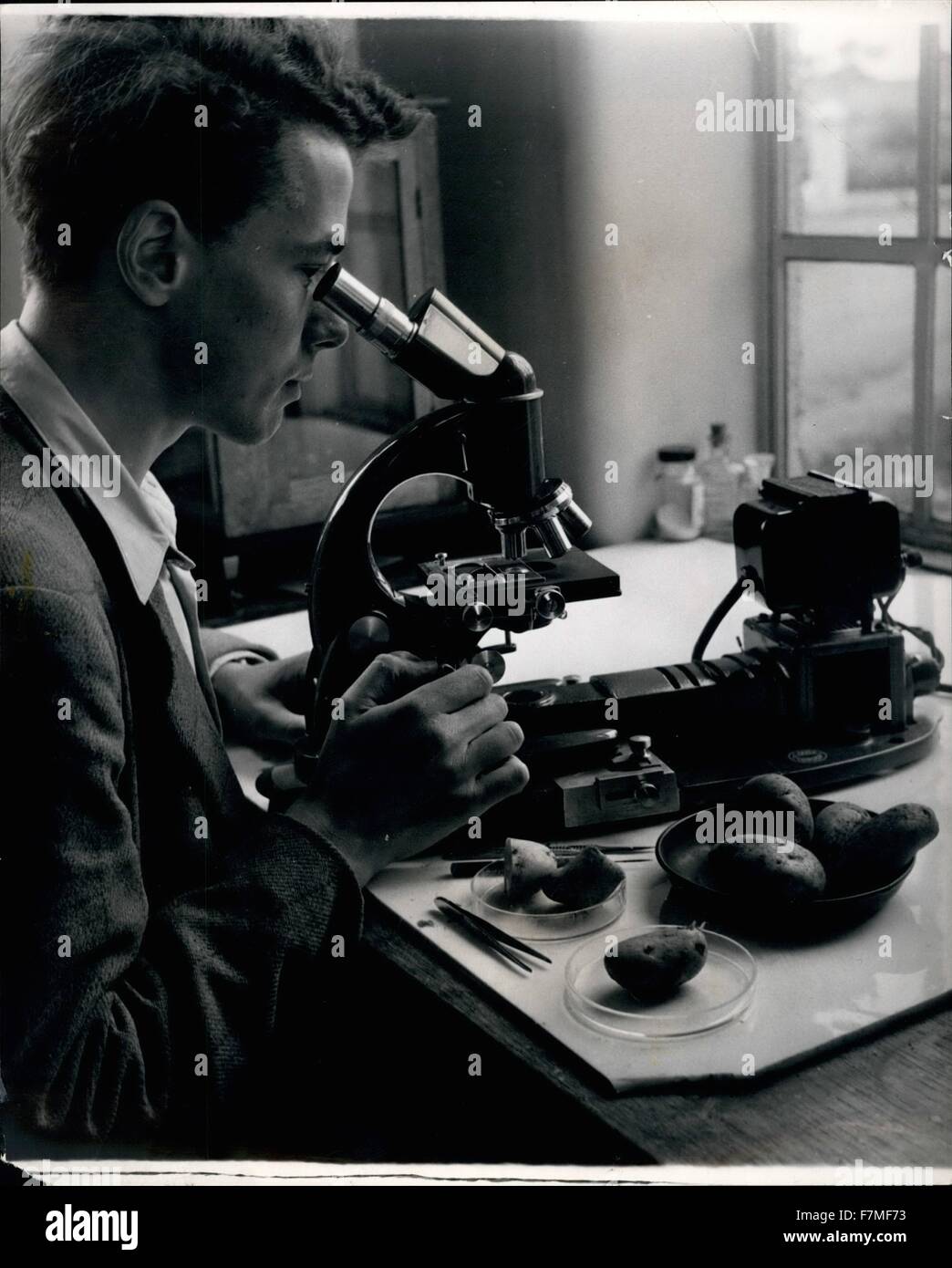 1963 - Searching For The Perfect Potato: Laboratory Assistant, D.A. Wilkins examined a newly dug potato for scabs, under the microscope. 15 Years Research For The Perfect Potato: Scotland still leads the world in potato breeding. It was Dr. William Black of Boghall Farm near Edinburgh, Scotland, who discovered the world's best and flawless potato in 1946 after working on it for 20 years and called it the ''Craig's Bounty''. Research still goes on to counter Stunt Diseases in potatoes and the various odd ailments that effect it. Dr. Black continues his researches with other experts like Dr. G.C Stock Photo