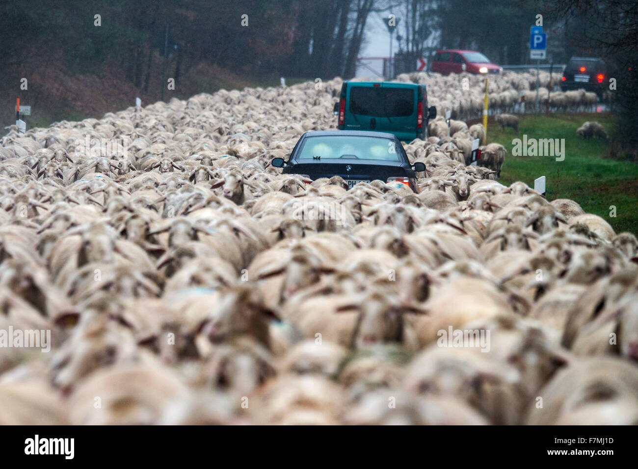 Bad Koetzting, Germany. 01st Dec, 2015. Cars stuck amid a flock of sheep making its way along a street to help them move to another meadow near Bad Koetzting, Germany, 01 December 2015. Photo: ARMIN WEIGEL/dpa/Alamy Live News Stock Photo