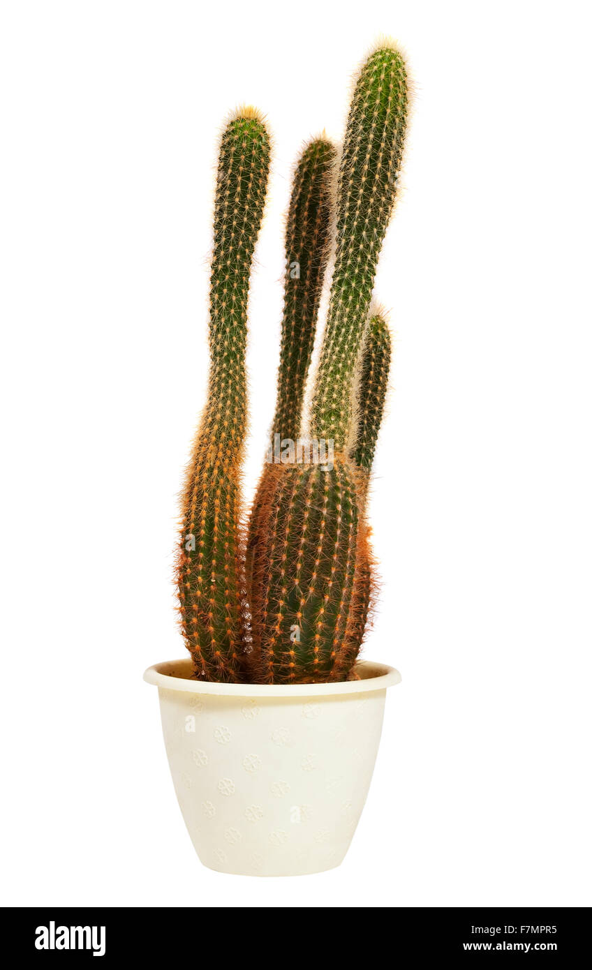 cactus in pot. Isolated on white background Stock Photo - Alamy