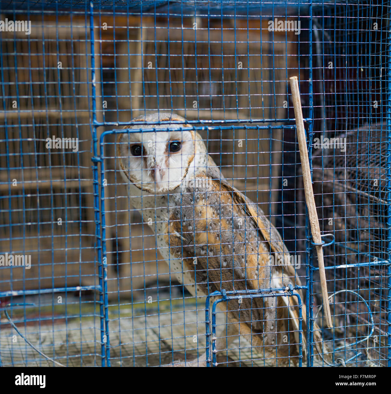 An owl is in the cage Stock Photo - Alamy