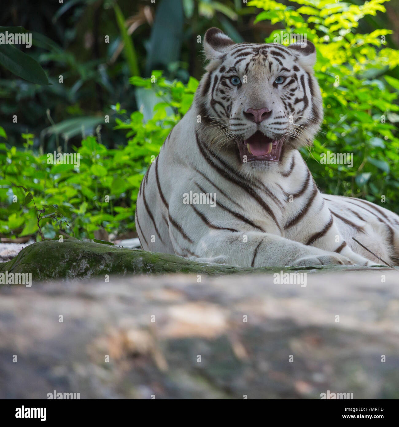 Rare Black and White Striped Adult Tiger Stock Photo - Alamy