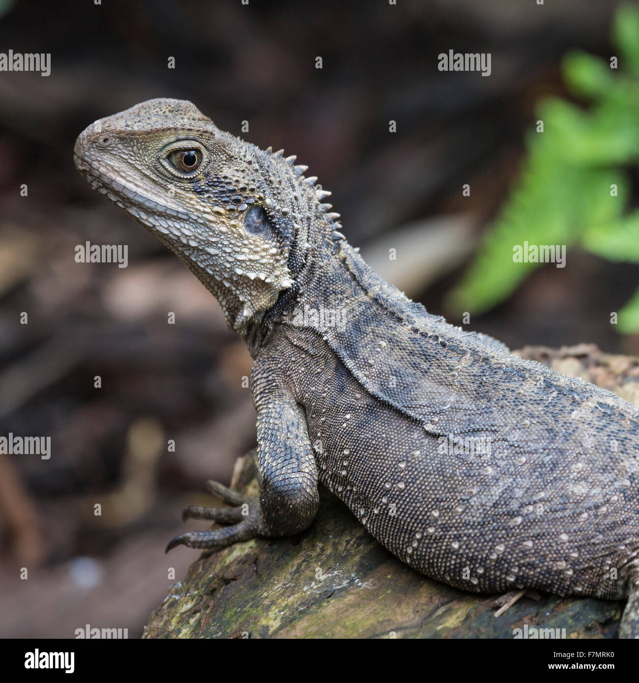 Claw of australian water dragon hires stock photography and images Alamy