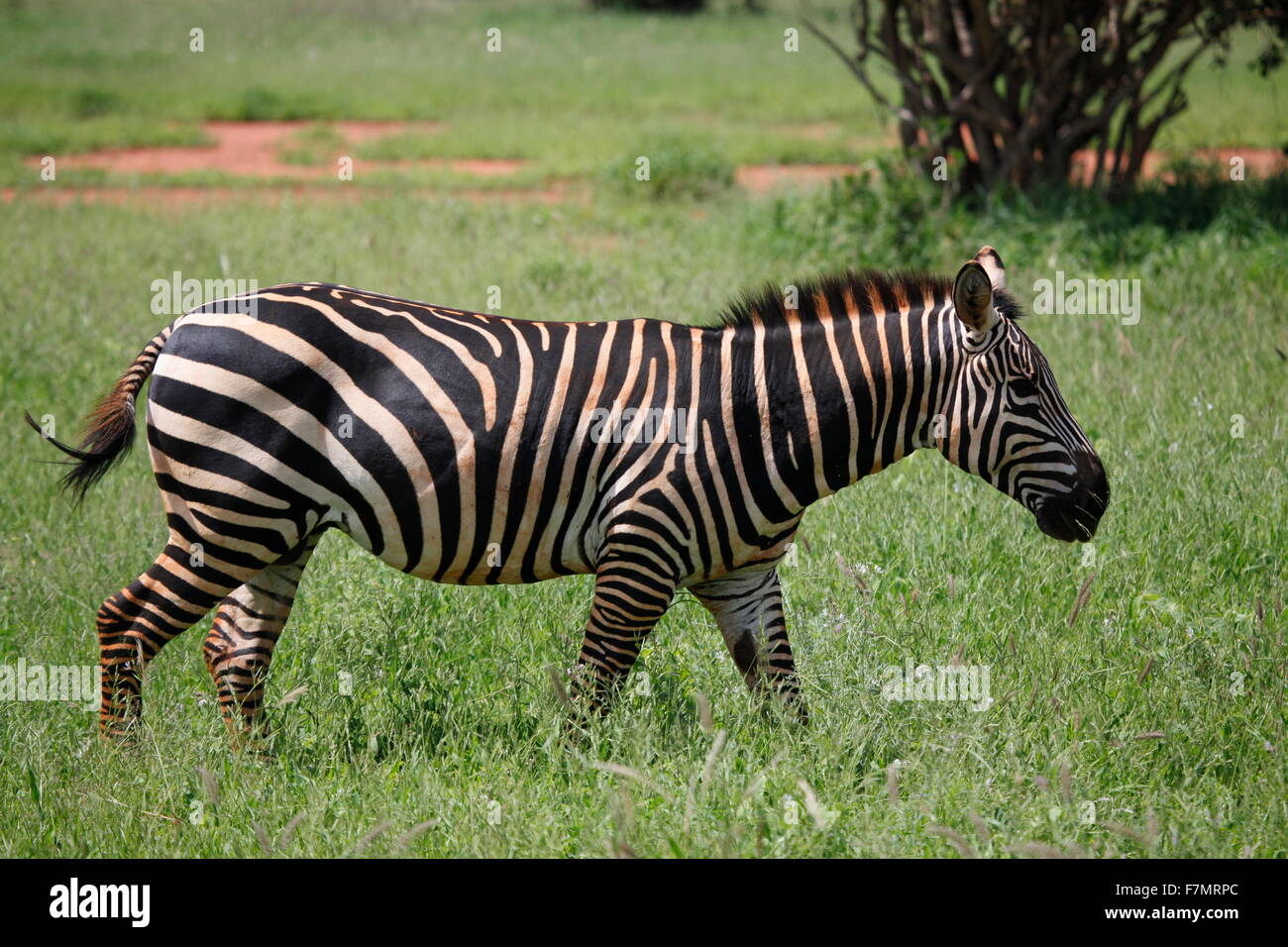 zebra in tsavo east national park kenya Stock Photo