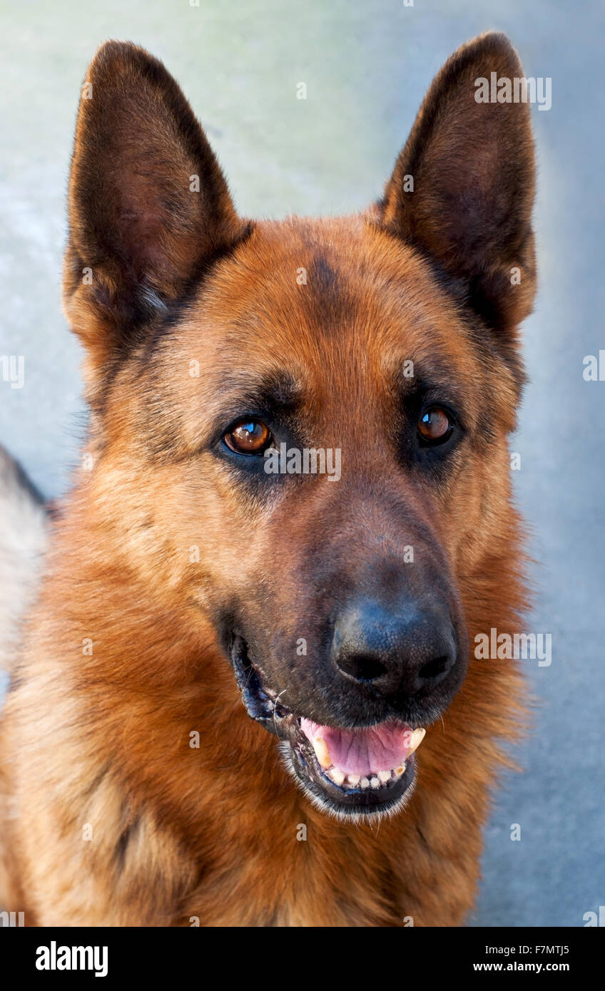 Brown German Shepherd Dog Close Up Portrait Stock Photo