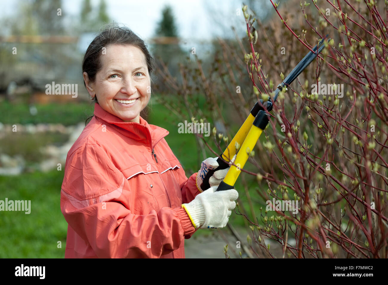 Saga rose фото. Обрезка женщины. Женское обрезание как выгляди. Обрезка женщины. Женщина обрезает ветки осенью.