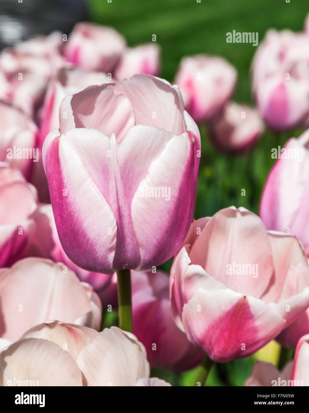 Purple and White Tulip (Tulipa Lilioideae) Stock Photo