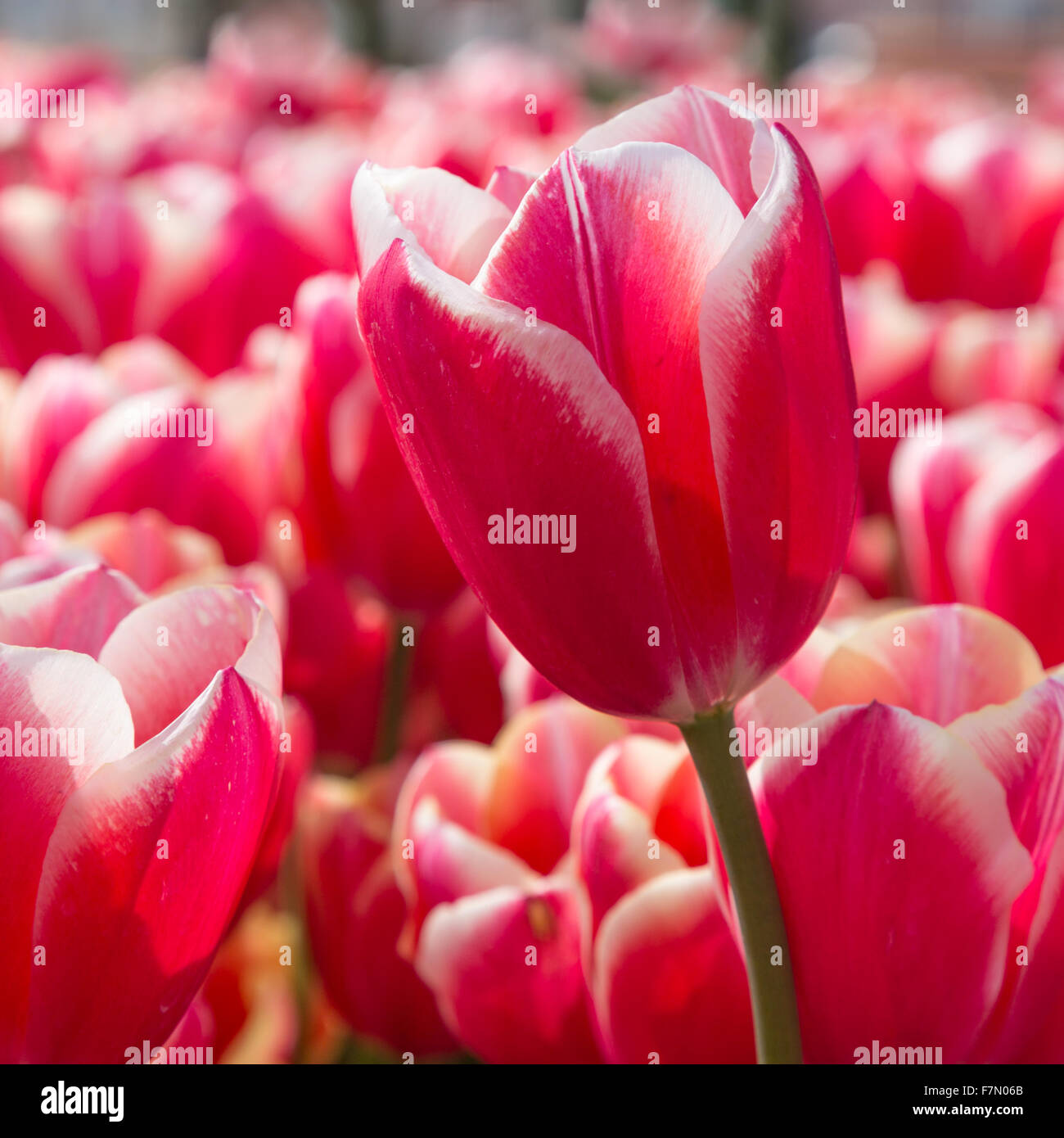 Pink tulip with white edging (Tulipa Lilioideae) Stock Photo
