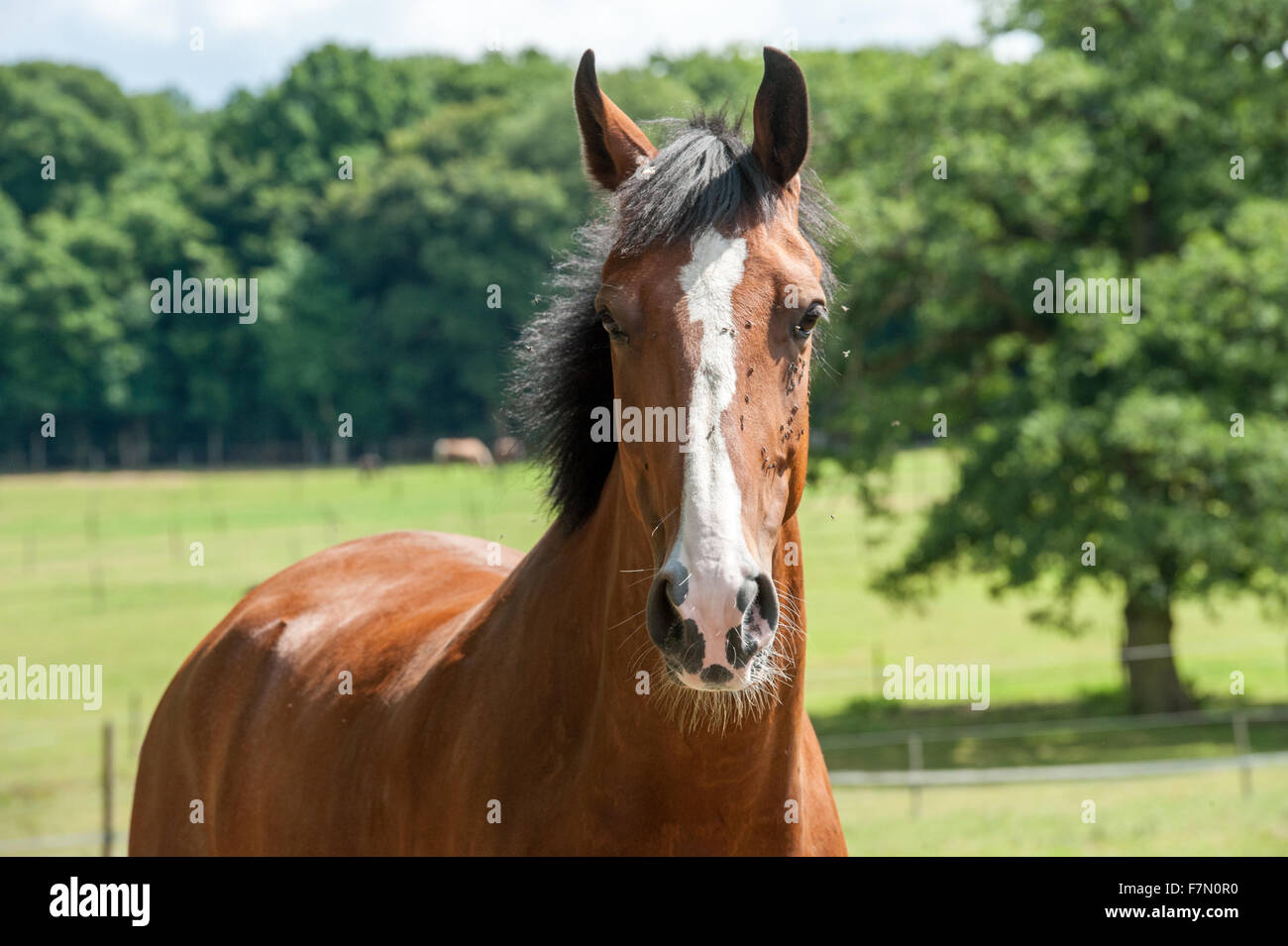 Shiny horse hi-res stock photography and images - Alamy
