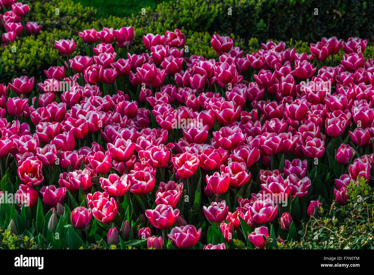 Distinctive Pink and White Tulip Flowers (Tulipa Lilioideae) Stock Photo