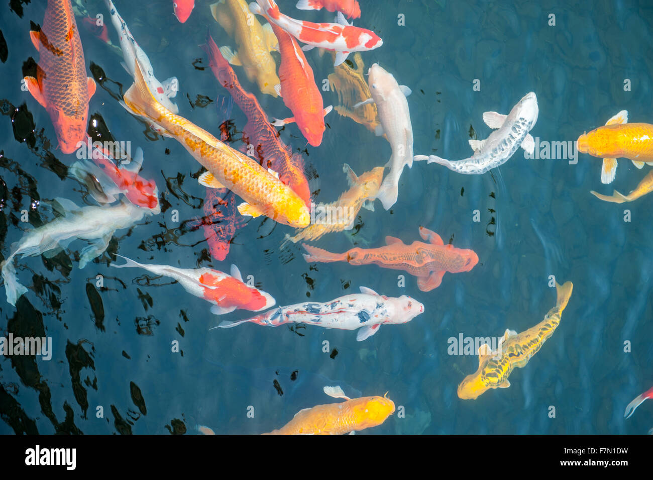 Schooling of colored carp in water Stock Photo