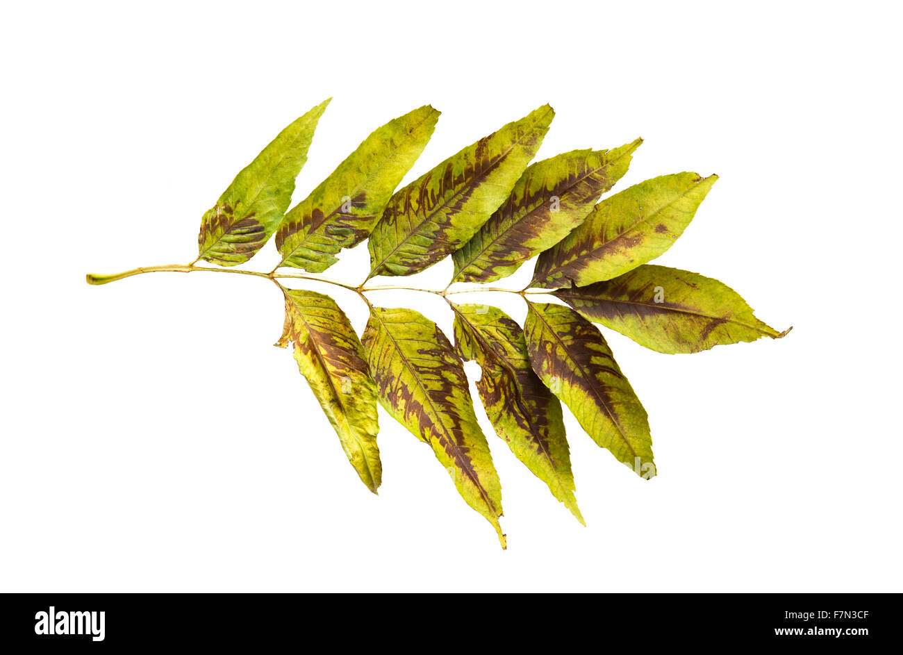 dry fallen ash tree leaf Stock Photo Alamy