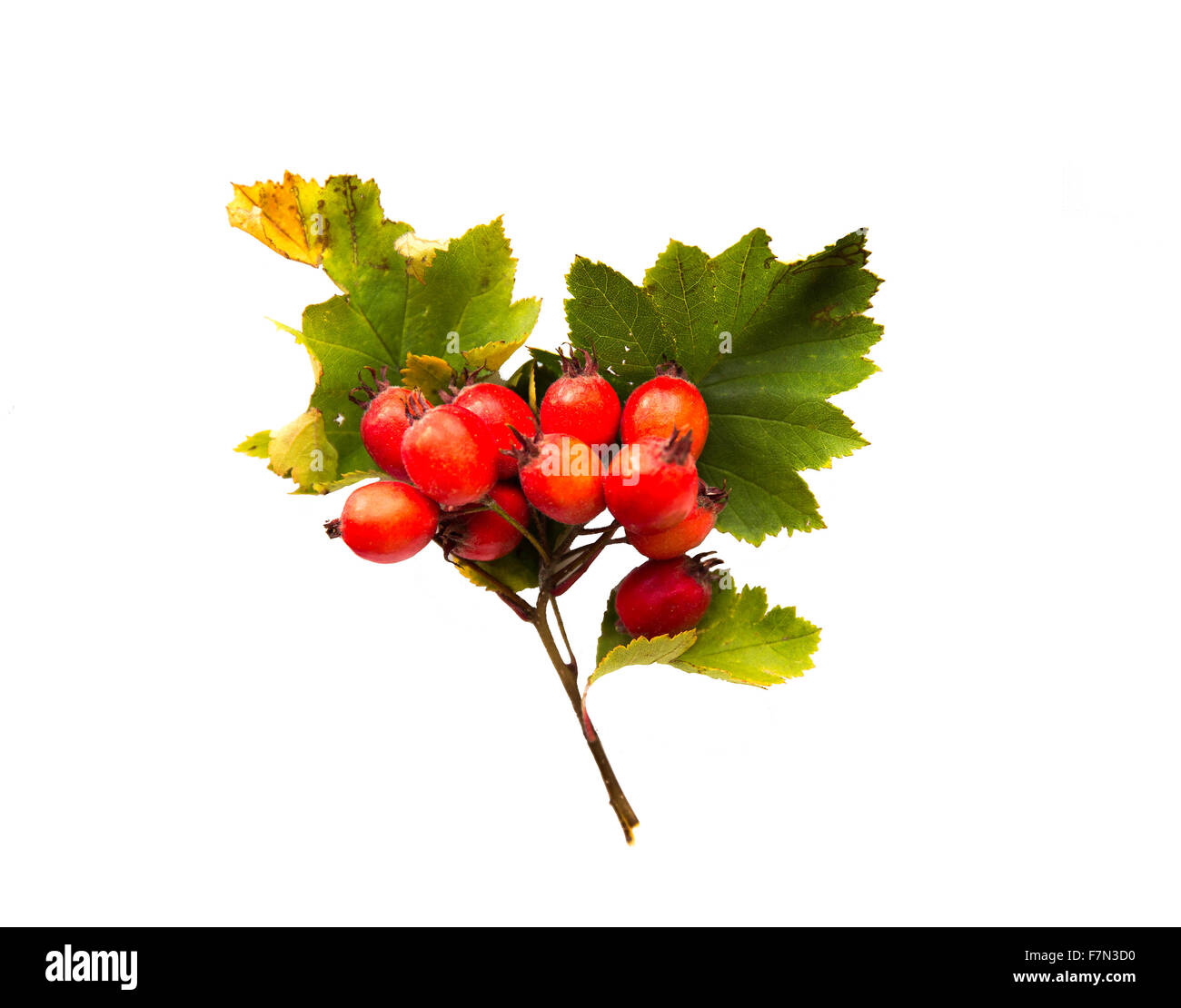 hawthorn bunch with red ripe berries Stock Photo