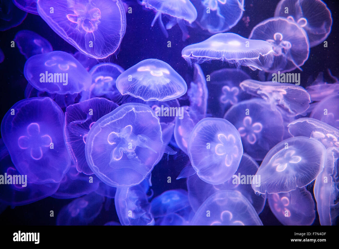 school of Jelly fish in aquarium with blue light Stock Photo