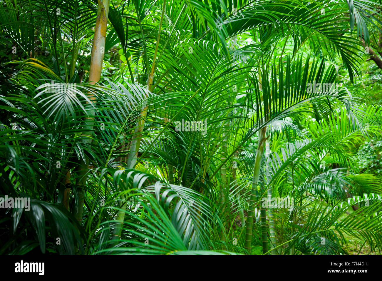 Tropical lush hi-res stock photography and images - Alamy