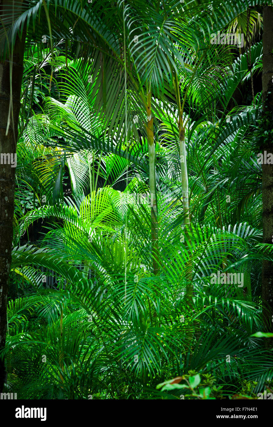 Lush green tropical exotic jungle nature background Stock Photo - Alamy