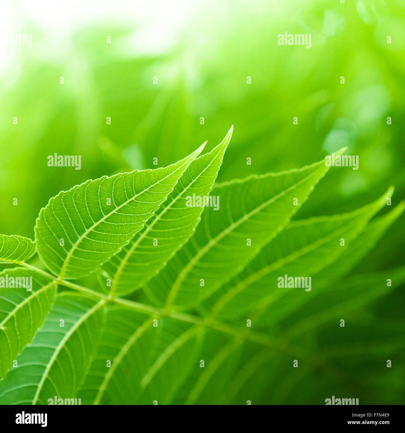Fresh green leaf backgrounds. Shallow depth of field Stock Photo - Alamy