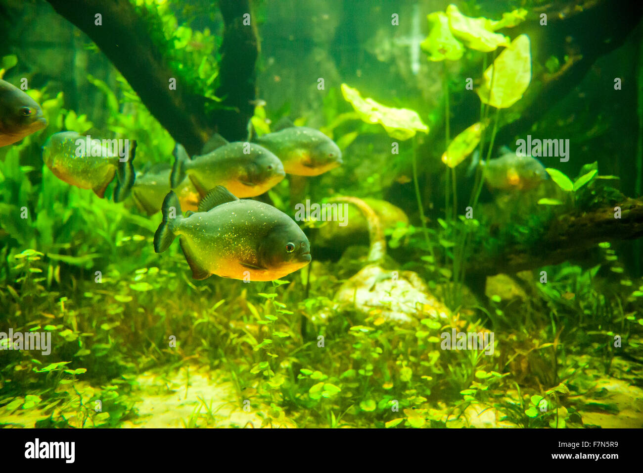 Piranha fish underwater in aquarium Stock Photo