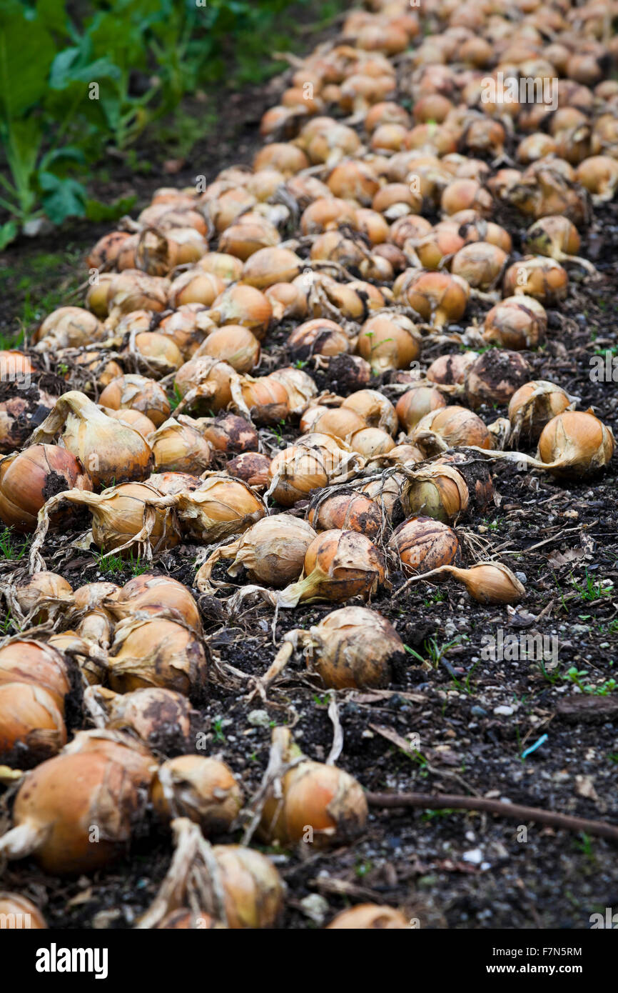 Onions growing home in hi-res stock photography and images - Alamy