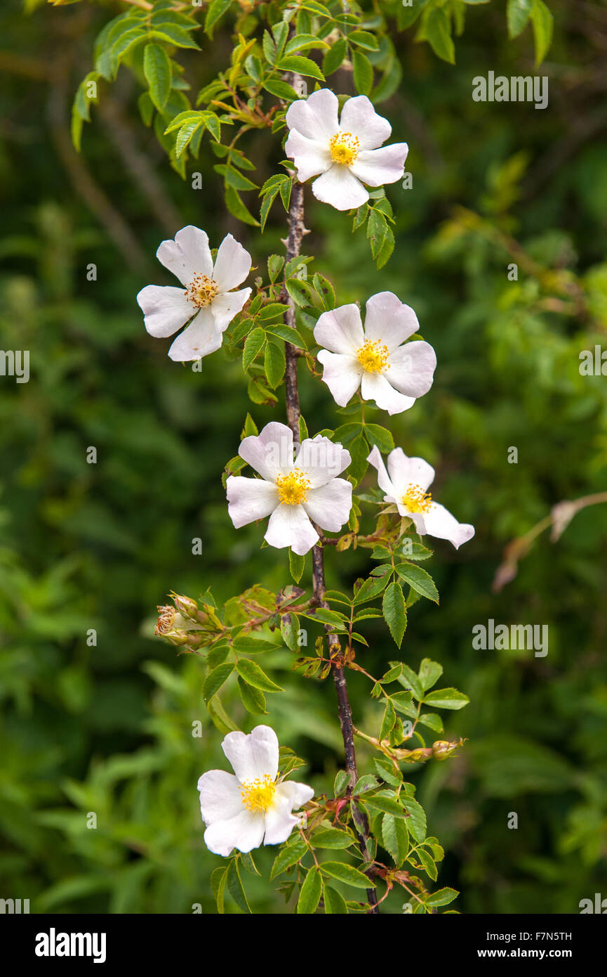White wild flowers hi-res stock photography and images - Alamy