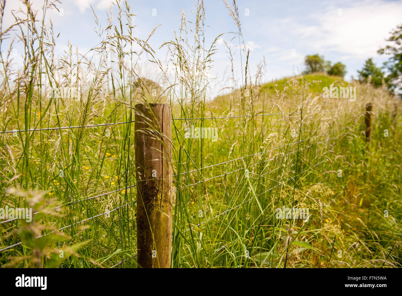 Fence post flowers hi-res stock photography and images - Alamy