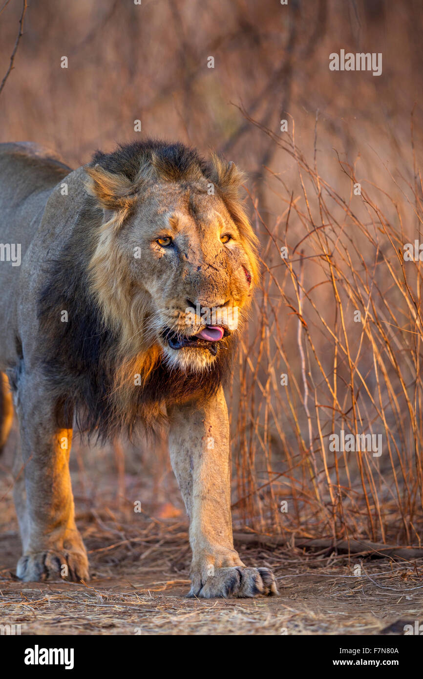 Asiatic Lion male in Golden Light (Panthera leo persica) at Gir forest, Gujarat, India. Stock Photo