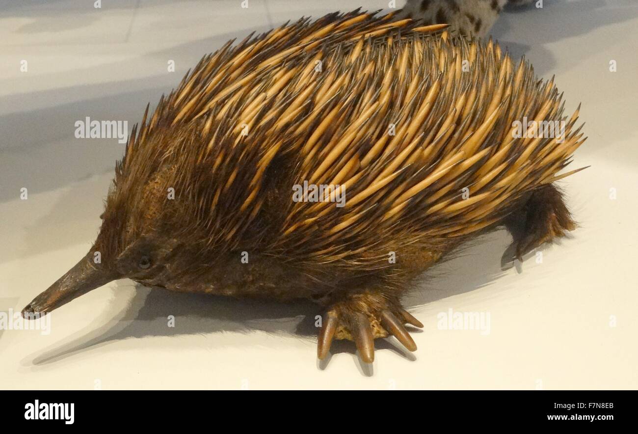 Replica of a Echidna (short-nosed anteater) an egg-laying mammal which burrows for ants. Dated 2014 Stock Photo