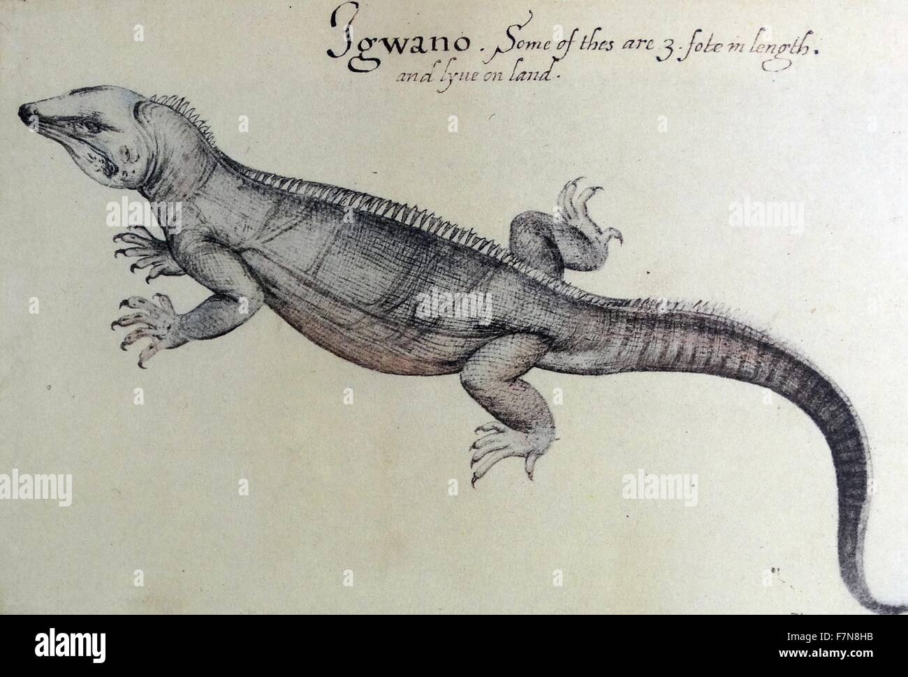watercolor of an Iguana  by John White (created 1585-1586). Stock Photo