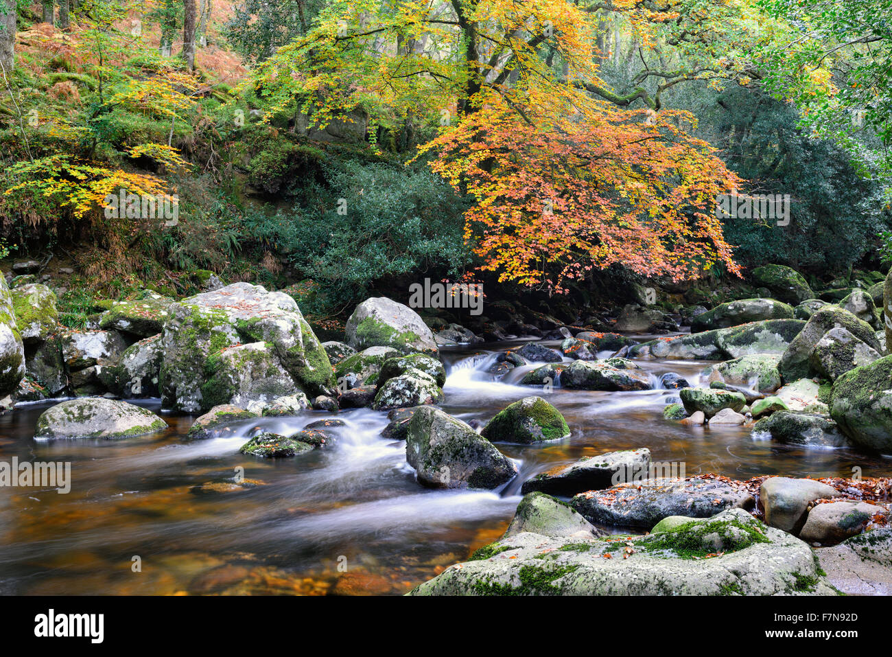 A beautiful forest river flowing over mossy rocks at Dewertone Woods on Dartmoor National Park in Devon Stock Photo