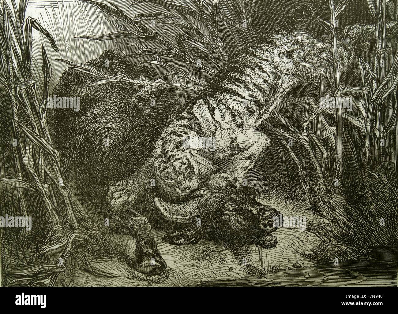 Illustration of tiger attacking a buffalo in the jungle. 1857 Stock Photo