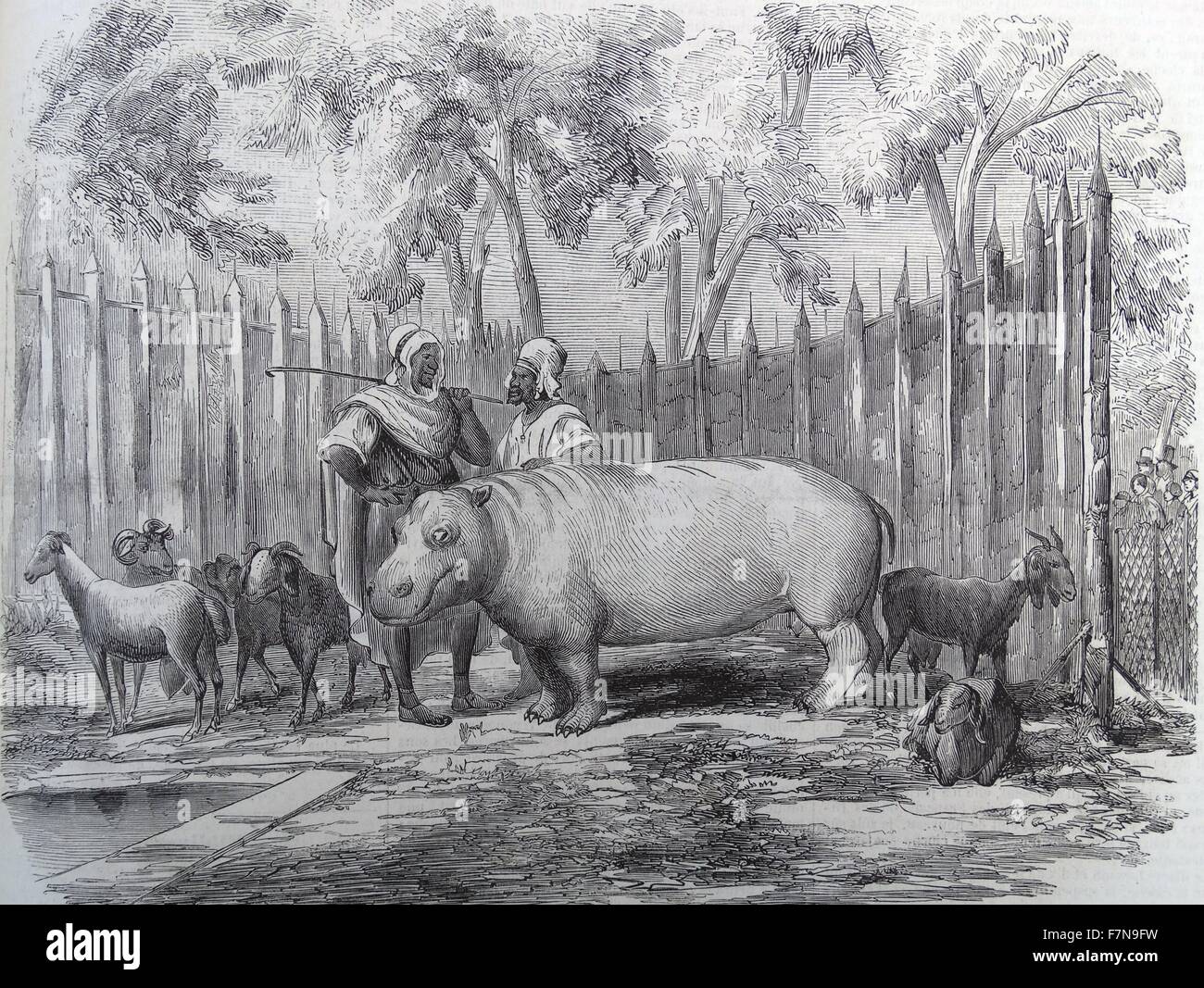 Illustration depicting two African shepherds talking whilst a hippo and goats surround them. Dated 1890 Stock Photo