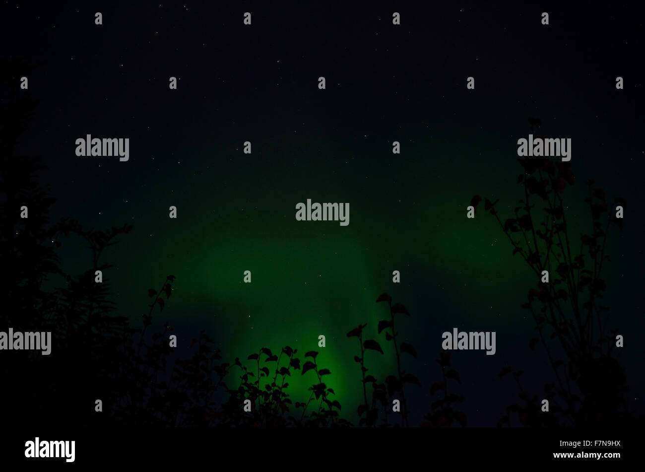 aurora borealis over forest in autumn Stock Photo - Alamy