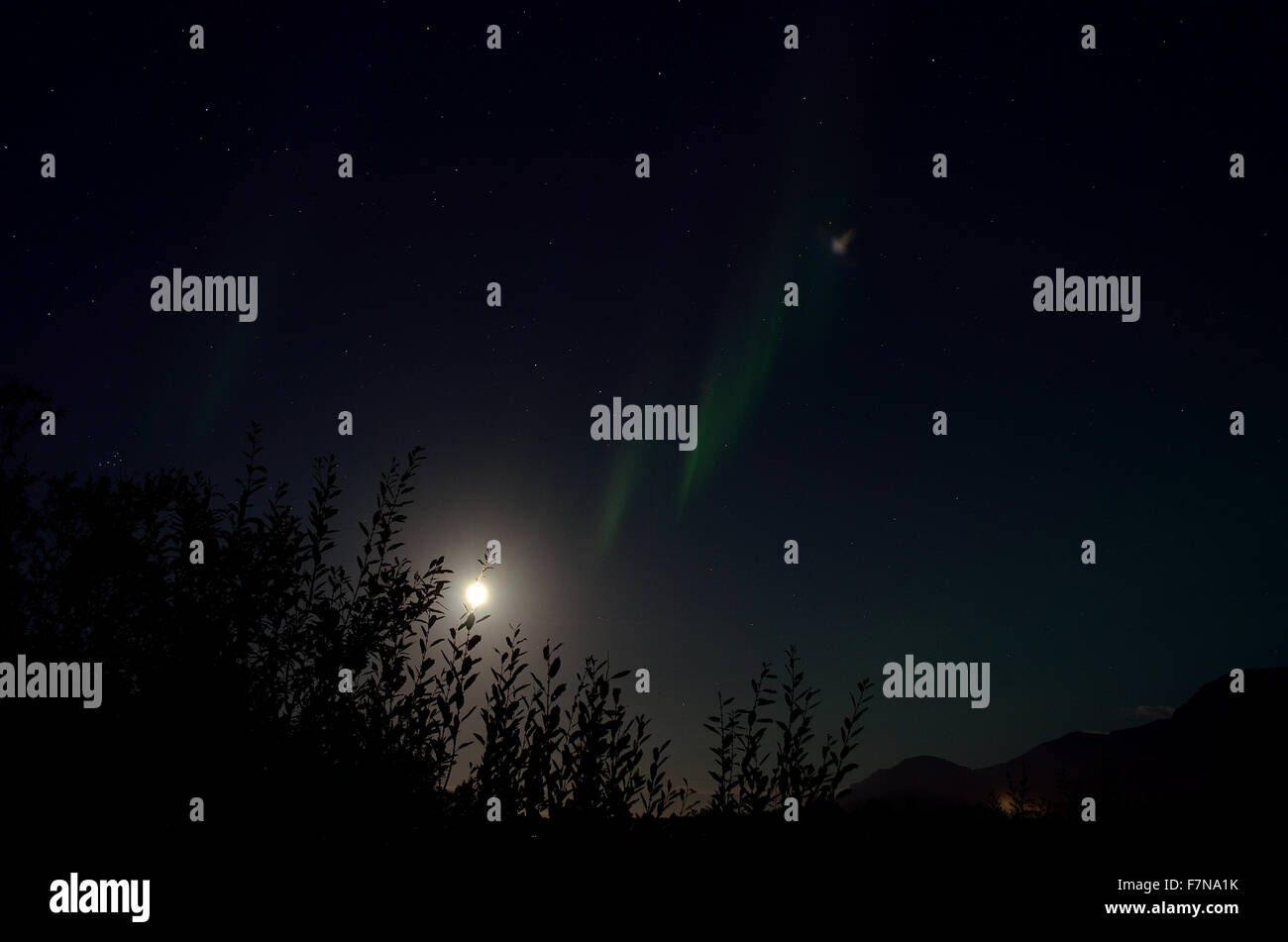 aurora borealis dancing over forest on a full moon autumn night Stock ...