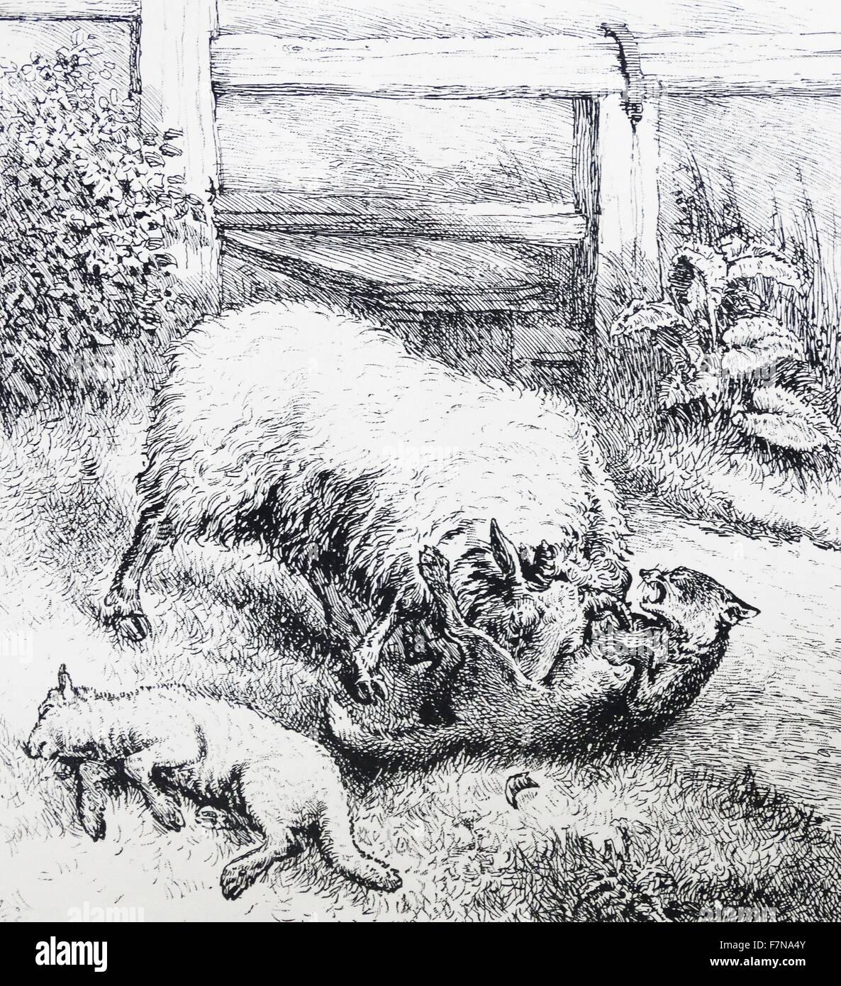 Illustration book comic 20th century sheep lamb fox nature protection