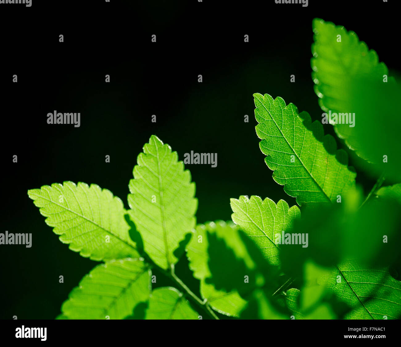 Nature background with fresh green leaves Stock Photo - Alamy