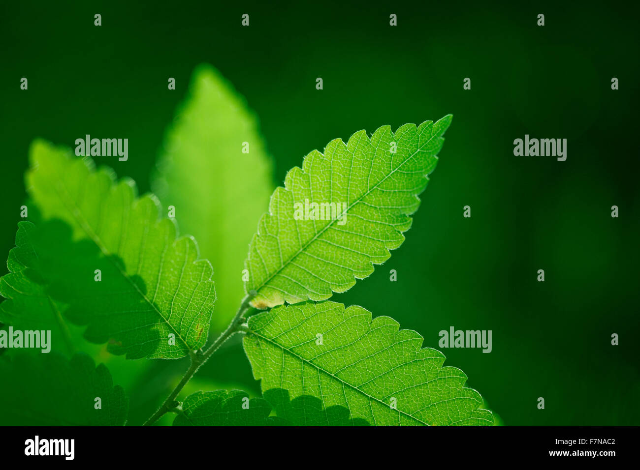 Nature background with fresh green leaves Stock Photo - Alamy