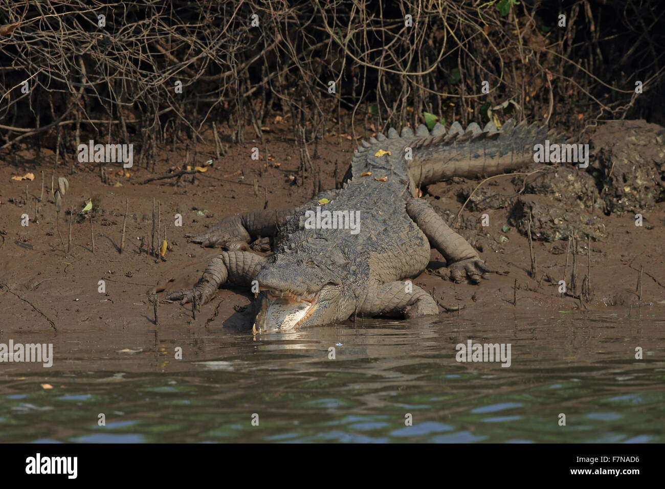 Mugger Crocodile (Crocodylus palustris) Stock Photo