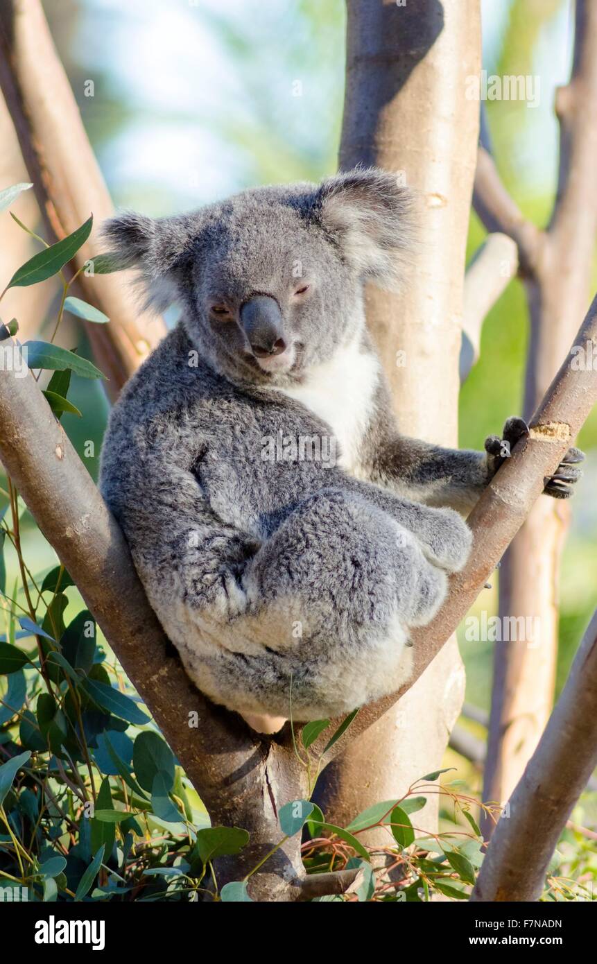 A cute adorable adult koala bear sitting on a tree grasping a branch with its claws. The Phascolarctos cinereus is an arboreal h Stock Photo