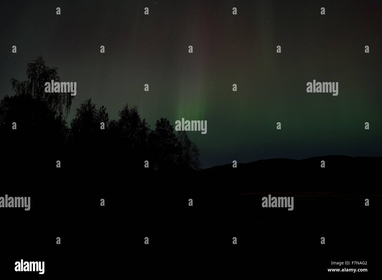 aurora borealis over forest in autumn Stock Photo - Alamy