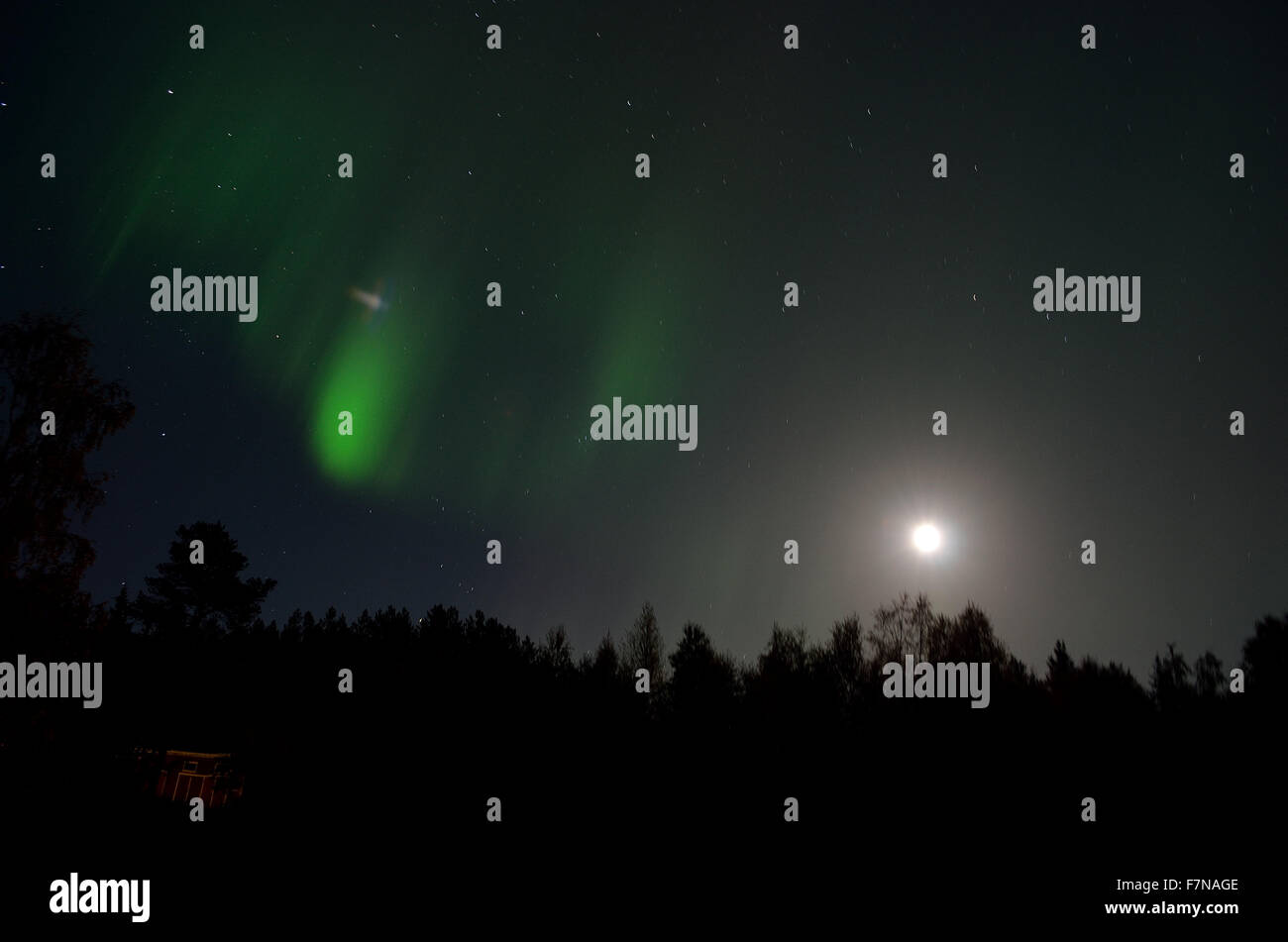 aurora borealis dancing over forest on a full moon autumn night Stock ...