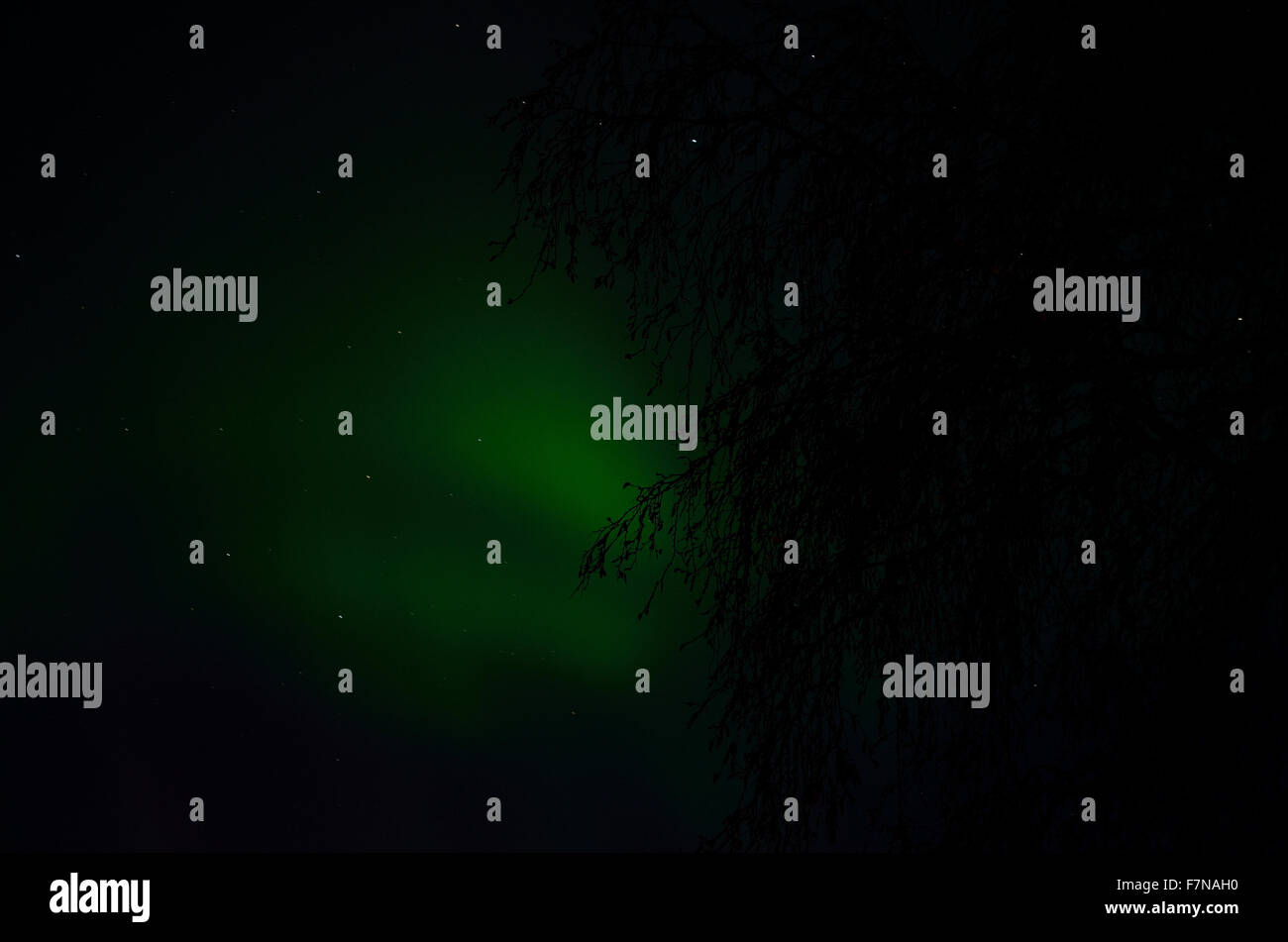 aurora borealis dancing on the night sky behind trees in autumn Stock ...