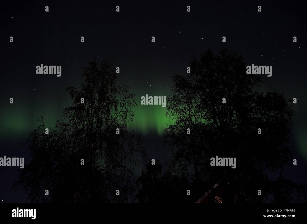 aurora borealis dancing on the night sky behind trees in autumn Stock ...