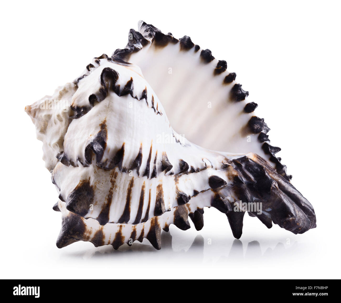 Sea shell isolated on a white background Stock Photo