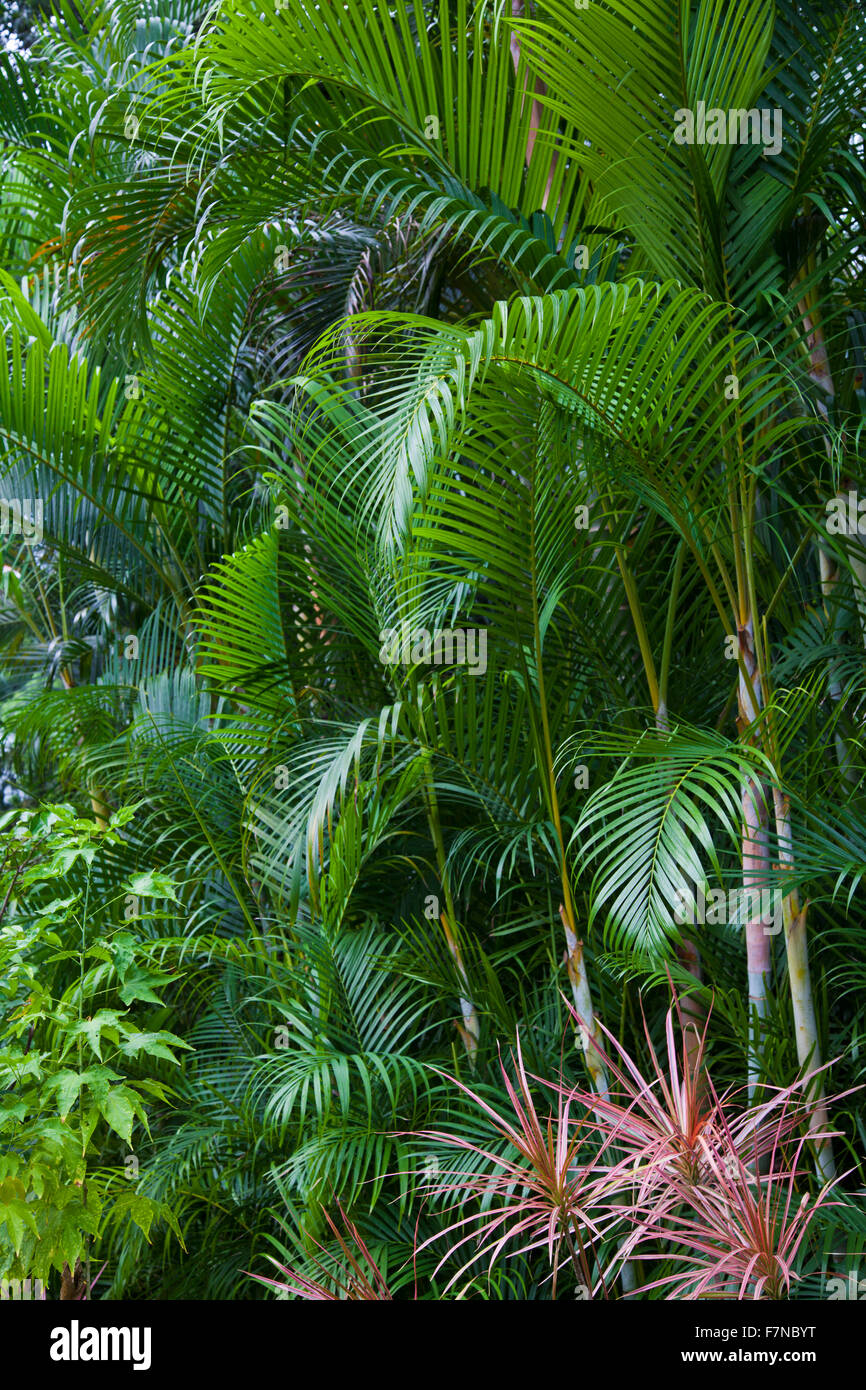 Lush green tropical exotic jungle nature background Stock Photo - Alamy