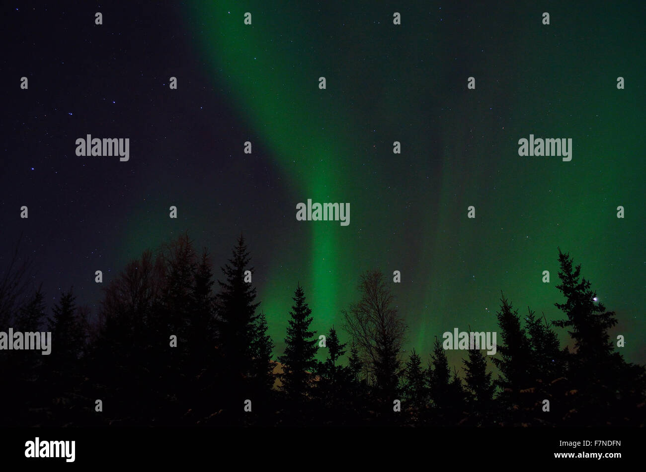 vibrant aurora borealis, northern lights over forest and trees in the ...