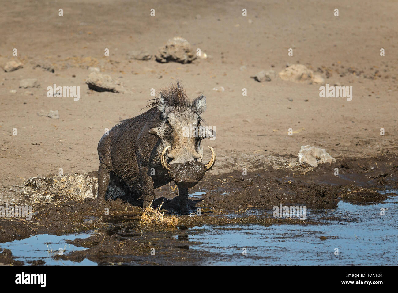 African Warthog, (Phacochoerus Africanus), sitting on a rock after mud bath, Etosha National Park, Namibia Stock Photo